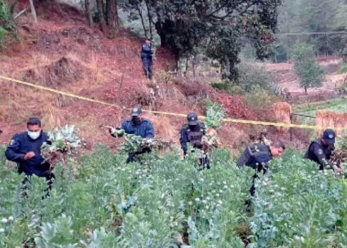 Plantío de amapola en Ixtacamaxtitlán, Puebla amapola-ixtacamaxtitlán-puebla