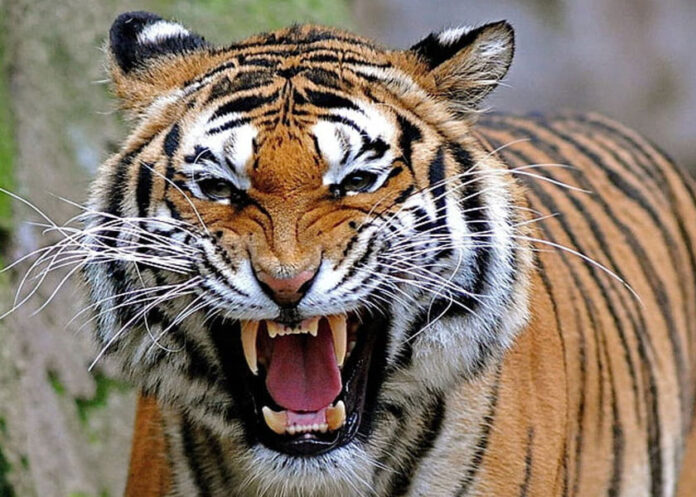 ataque-tigre