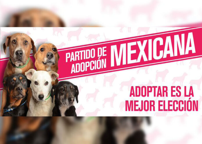perritos-pam