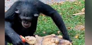 VIDEO: Chimpancé se hace viral al compartir su manzana con una tortuga