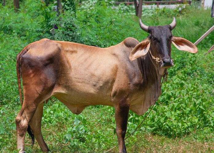 vaca-rifa
