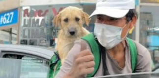 Limpiaparabrisas trabaja cargando a su perrito