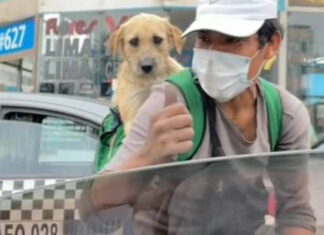 Limpiaparabrisas trabaja cargando a su perrito
