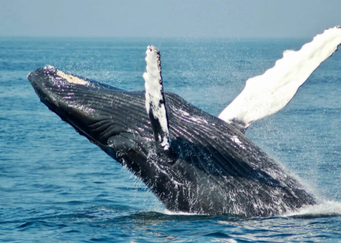 ballena-pescador-