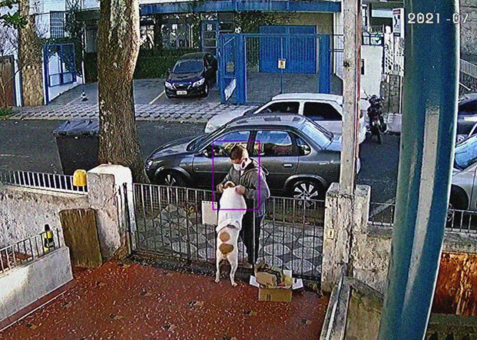 perrita