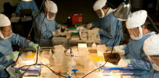 La OMS confirma primera muerte por virus de Marburgo en África