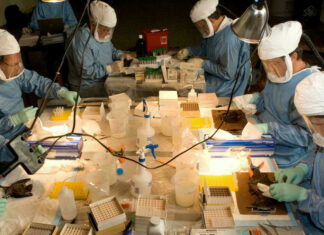 La OMS confirma primera muerte por virus de Marburgo en África