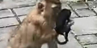 Mono se hace viral por ponerse cubrebocas