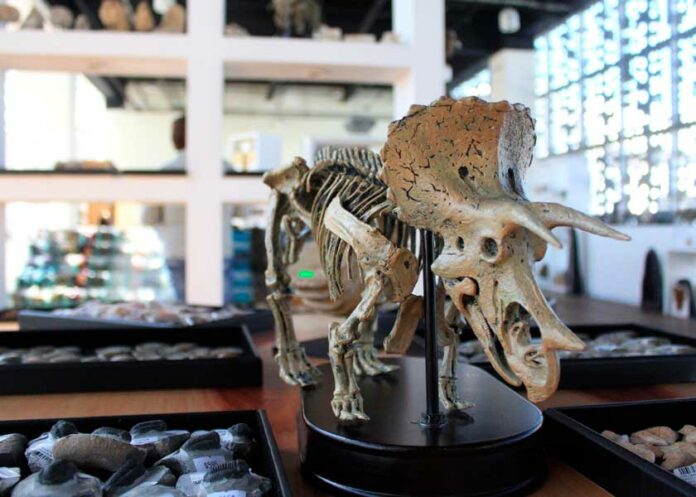 Museo de la Evolución en Puebla museo-evolución-cultura