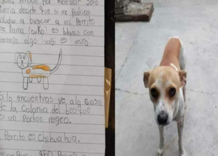 nina-busca-perrito