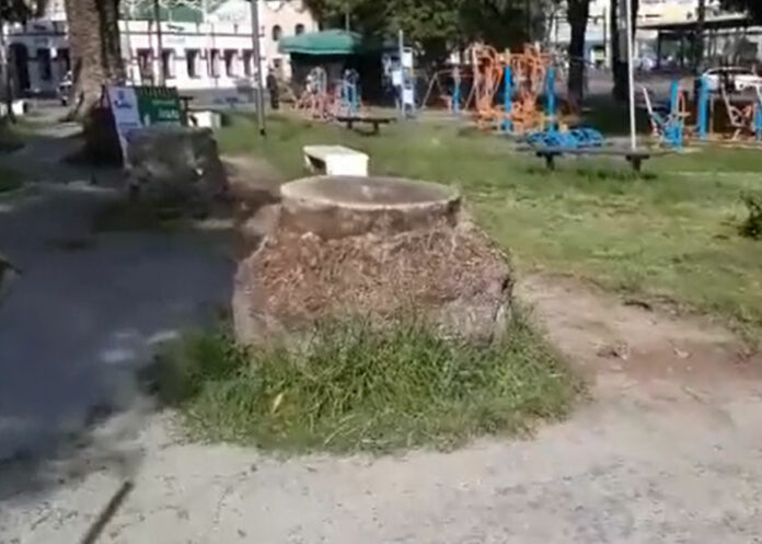 palmeras-analco