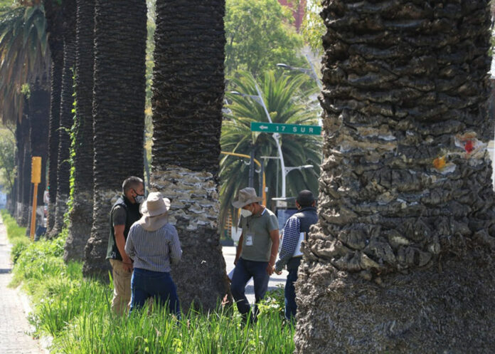palmeras-av-juarez