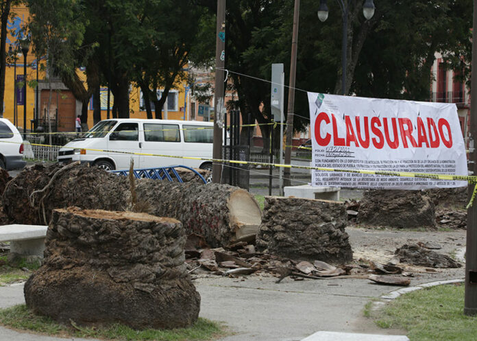 palmeras-clausuradas