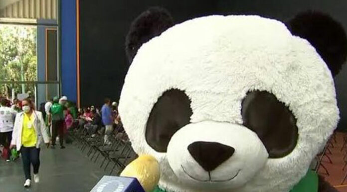 ¡Pandemio-Chan! El panda mexicano que triunfa en Japón