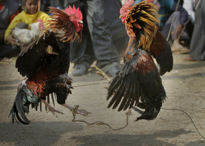pelea-gallo