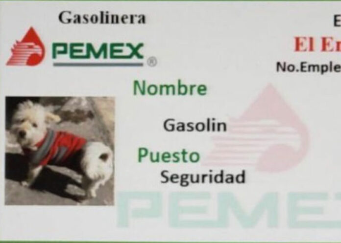 perrito-gasolin