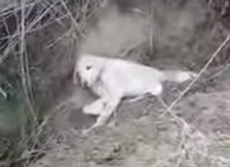 VIDEO: Rescatan a perro que fue enterrado vivo