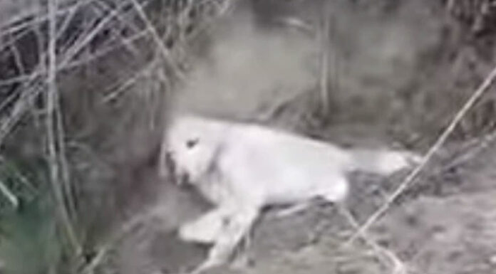 VIDEO: Rescatan a perro que fue enterrado vivo