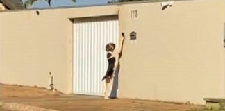 Descubren a perrito tocando el timbre de una casa