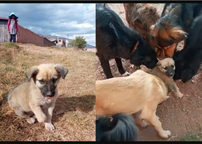 perro perro