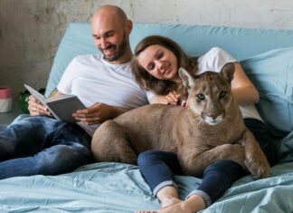 ¡Insólito! Pareja adopta como mascota a un puma