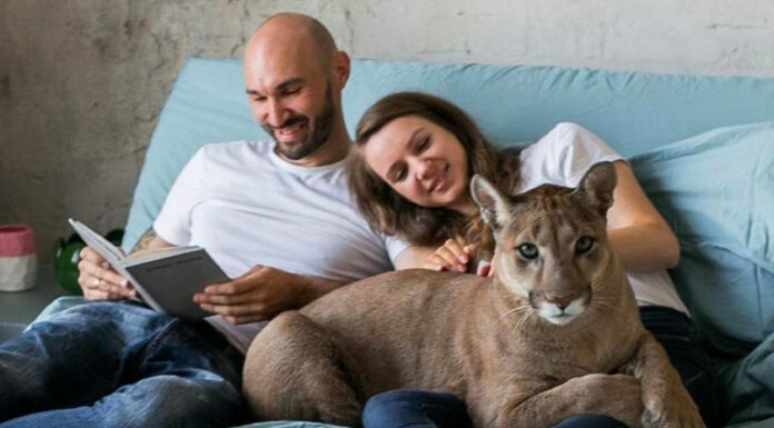 ¡Insólito! Pareja adopta como mascota a un puma