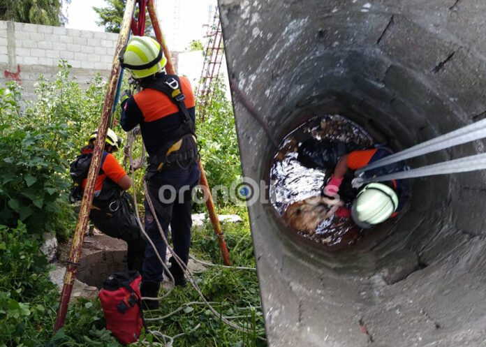 rescate-perro