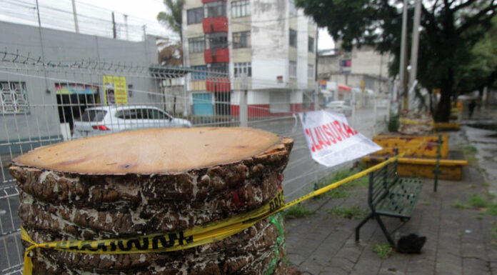 Ayuntamiento enfrentará procesos administrativos por tala de palmeras