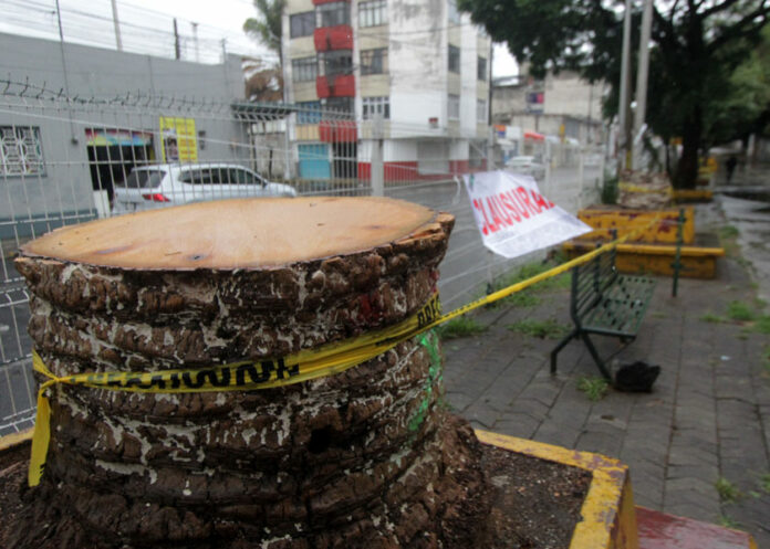 tala-palmera