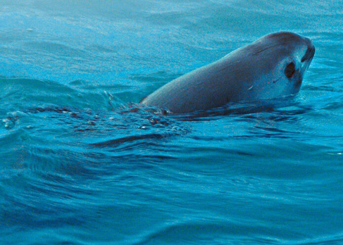 vaquita-marina