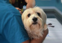 Veterinaria opera sin medidas sanitarias en Villa Encantada, reporte Oro Noticias