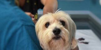 Veterinaria opera sin medidas sanitarias en Villa Encantada, reporte Oro Noticias