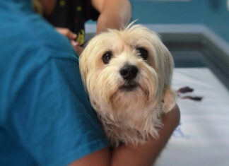 Veterinaria opera sin medidas sanitarias en Villa Encantada, reporte Oro Noticias