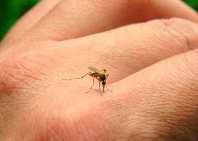 Casos de dengue en Puebla casos-dengue-puebla