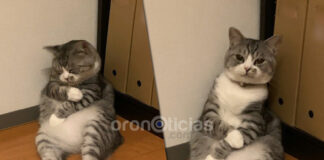 ¡Ternurita! Michi se queda dormido y desata ola de memes