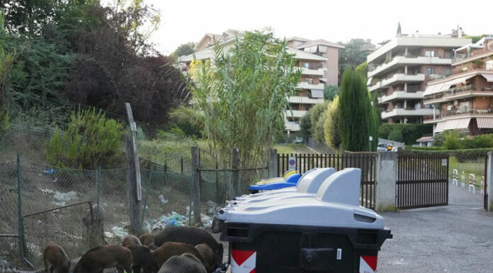¡WTF! Invasión de jabalíes pone en aprietos a habitantes de Roma