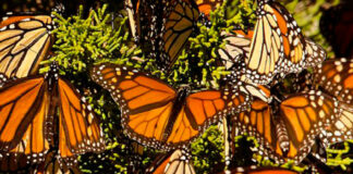 ¡Ya está aquí! Las mariposas monarca llegan a México