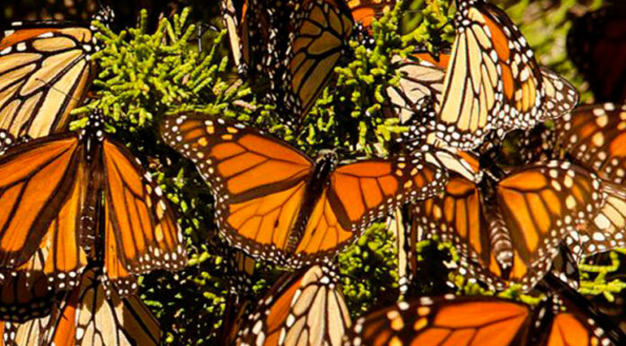 ¡Ya está aquí! Las mariposas monarca llegan a México