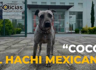 Reportaje: Él es “Coco” el Hachi mexicano