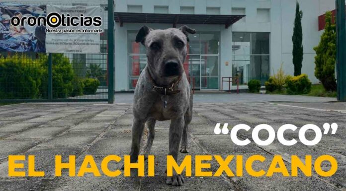 Reportaje: Él es “Coco” el Hachi mexicano