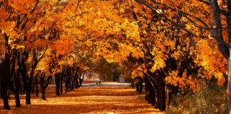 ¡No lo olvides! Hoy inicia el otoño