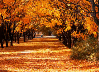 ¡No lo olvides! Hoy inicia el otoño