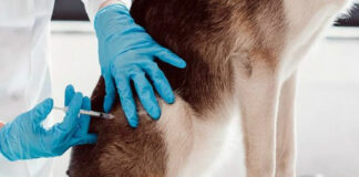 ESPECIAL: La última vez que Puebla reportó rabia en humanos