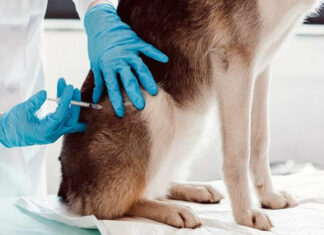 ESPECIAL: La última vez que Puebla reportó rabia en humanos