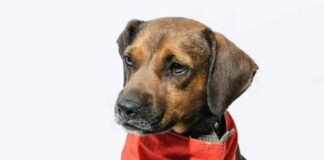 Dejan plantado a Eugenio, perrito que sería adoptado pero ‘ya no quisieron’