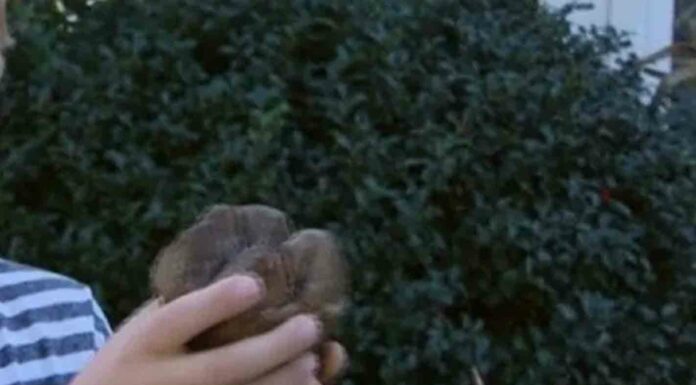 Niño descubre fósil prehistórico, se decepciona porque no le dan dinero