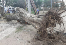 Árbol cae por fuertes vientos en Barrio de Santo Tomás, Izúcar