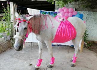 Familia de Yucatán celebra ‘baby shower’ a su yegua embarazada