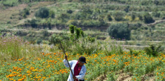 Región de Atlixco inicia venta de flor de cempasúchil