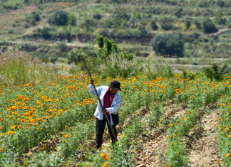 Región de Atlixco inicia venta de flor de cempasúchil